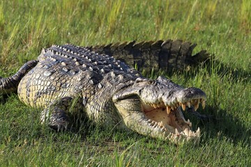 Nile crocodile (Crocodylus niloticus) - Uganda, Africa