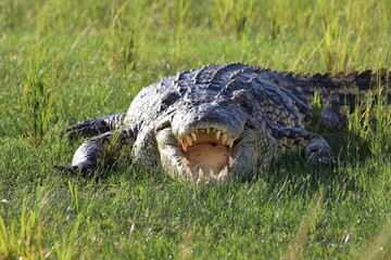 Nile crocodile (Crocodylus niloticus) - Uganda, Africa