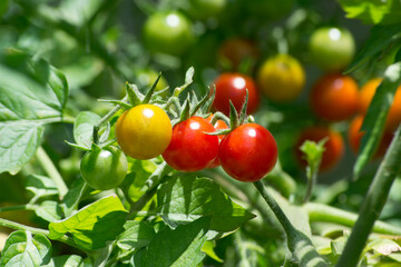 Cherry tomatoes (Solanum diploclonos) growing in an organically grown agroforestry system in the city of Rio de Janeiro, Brazil.