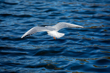Seagull flying over water