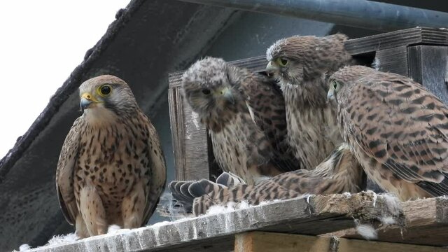 Turmfalke (Falco tinnunculus) 