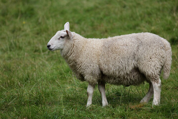 Fototapeta premium Schaf / Sheep / Ovis