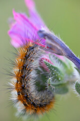 Colorful caterpillar on flower vertical