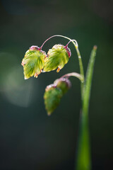 Quaking grass seeds macro closeup vertical