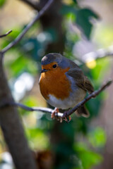 Robin perching on a tree branch
