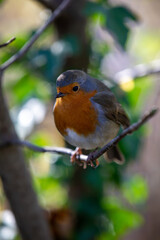 Robin perching on a tree branch