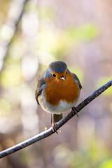 Robin perching on a tree branch