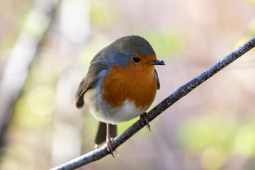 Robin perching on a tree branch