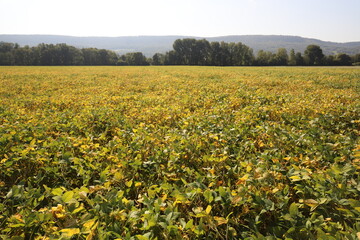 Panoramic over a soybean field in the French Jura. In the distance you can see the mountains.