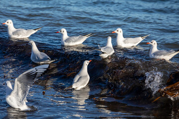Flock of seagulls swimming over a wave