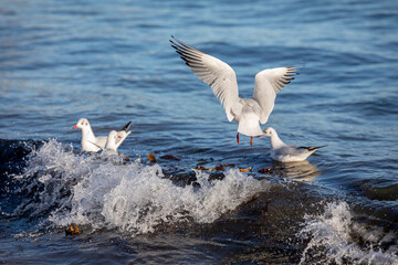 Seagull flying over a breaking wave