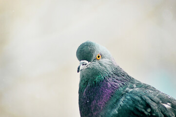 Gray pigeon bird close up with Bokeh effect, ornithology image