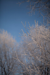 Trees with frost on a frosty day.
