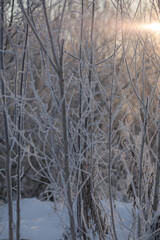 Trees with frost on a frosty day.