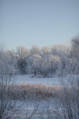 Obraz na płótnie Canvas Trees with frost on a frosty day.
