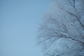 Fototapeta na wymiar Trees with frost on a frosty day.