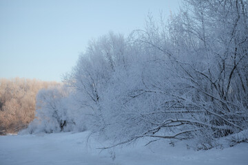 Trees with frost on a frosty day.