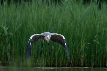 The grey heron (Ardea cinerea)