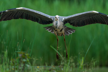 The grey heron (Ardea cinerea)