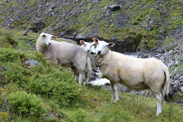 Obraz premium Schaf / Sheep / Ovis.