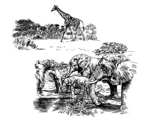 African animals, hand drawn elephants and giraffe. - 474397099