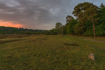 Evening in the Lueneburg Heath near Niederhaverbeck, Lower Saxony, Germany
