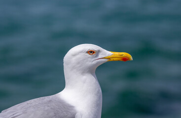 Seagull near the sea watching around