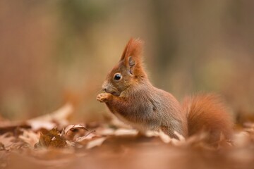 squirrel in the autumn forest