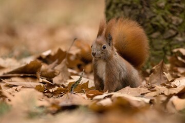 Naklejka na ściany i meble squirrel in the autumn forest