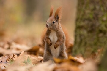 Naklejka na ściany i meble squirrel in the autumn forest