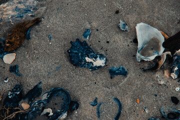 shell on beach