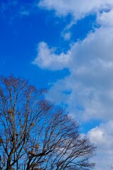 Obraz na płótnie Canvas 冬の樹木と青空と雲