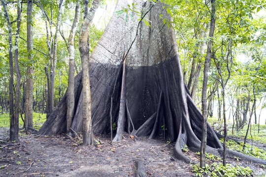 Sama&uacute;ma tree (Ceiba pentandra) Malvaceae family. Amazon rainforest, Brazil. It takes 21 people to embrace this tree. 