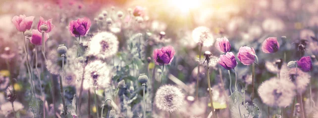 Fotobehang Selective and soft focus on dandelion blow ball and purple poppy flower, beautiful nature in meadow © PhotoIris2021