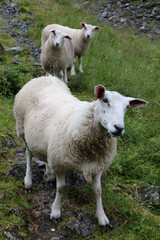 Schaf / Sheep / Ovis.