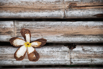 dried tropical spa flower on bamboo