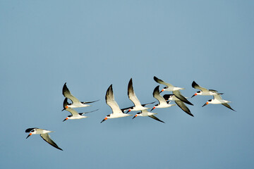 common tern enjoying the blue sky