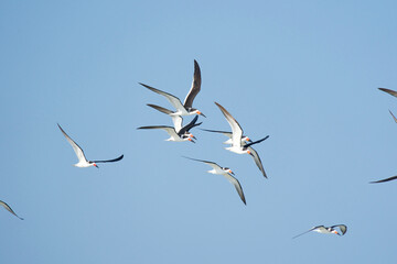 common tern enjoying the blue sky