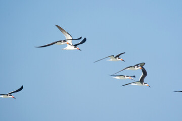 Obraz premium common tern enjoying the blue sky