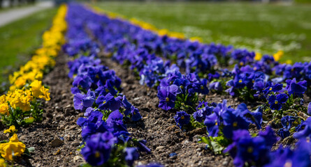 Beautiful flower close up, garden in spring