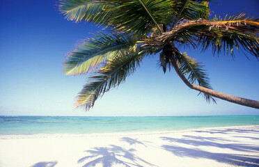 Fototapeta premium ZANZIBAR BWEJUU EASTCOAST LANDSCAPE