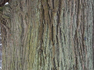 tree bark texture