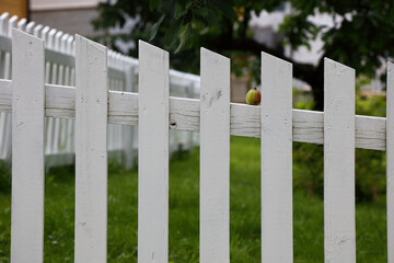 Fototapeta premium Gartenzaun mit Apfel / Garden fence with Apple /