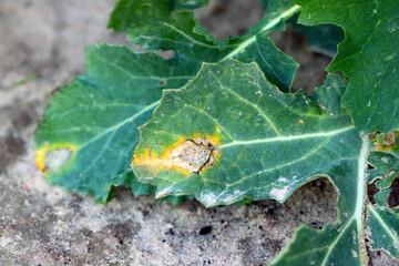 Leaf disease symptoms caused by Leptosphaeria maculans (anamorph Phoma lingam) on Brassica napus....
