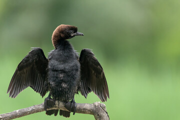 The pygmy cormorant (Microcarbo pygmaeus)