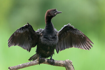The pygmy cormorant (Microcarbo pygmaeus)