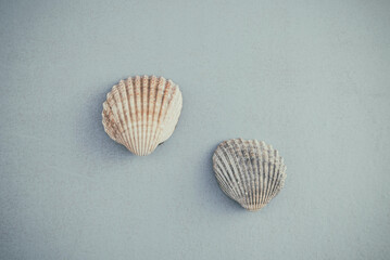 Seahells against blue background