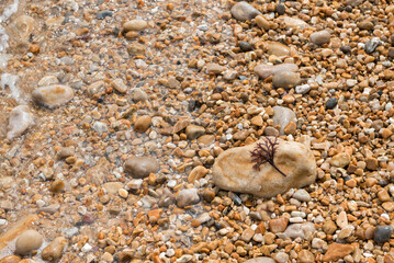 Seaweed on a pebble on the beach