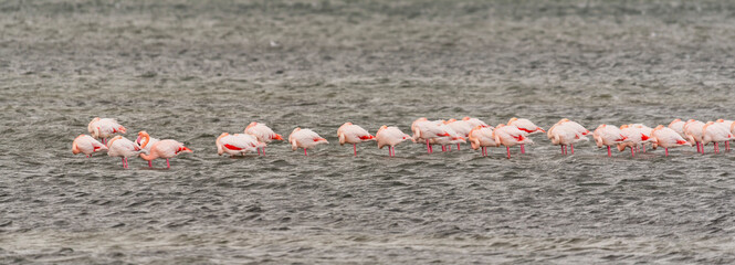 Fenicotteri ad Orbetello