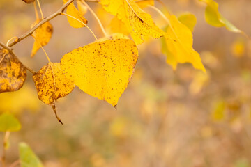 Plant leaves in fall season in nature environment. Autumn nature. - 474402215